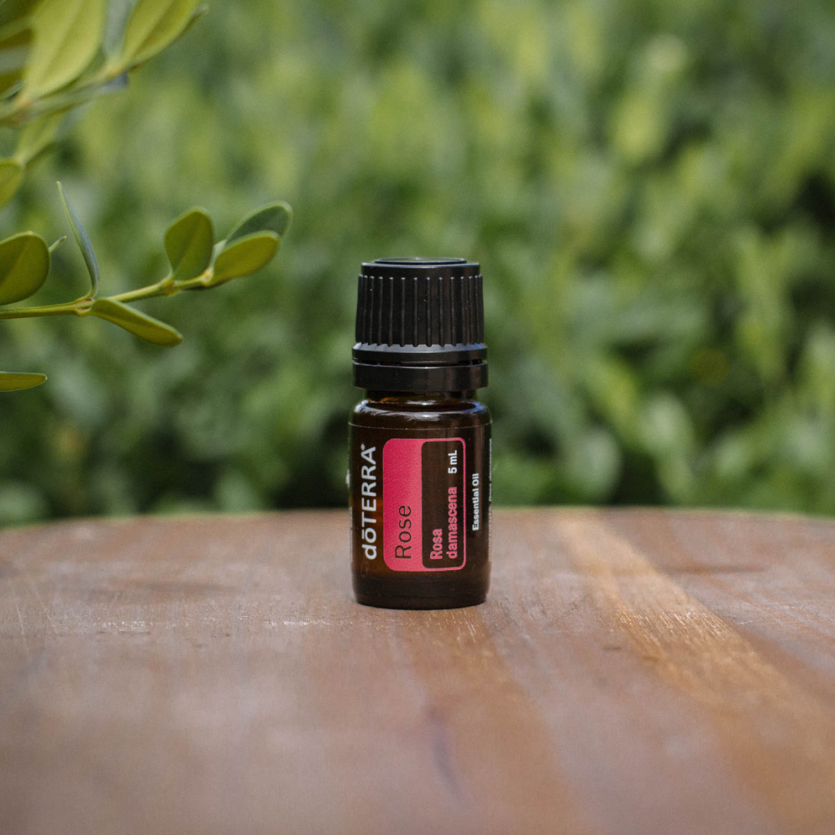 Bottle of Rose oil on a wooden surface with green leaves in the background. What is Rose oil good for? Rose essential oil is good for skin and can be used as a personal fragrance. 