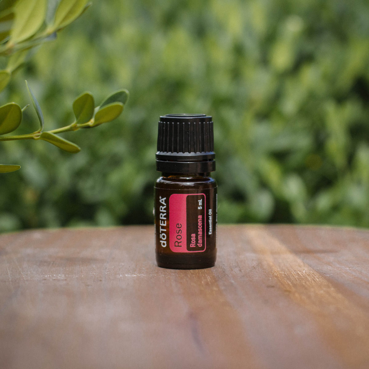 Discover Solutions Rose Dōterra Essential Oils