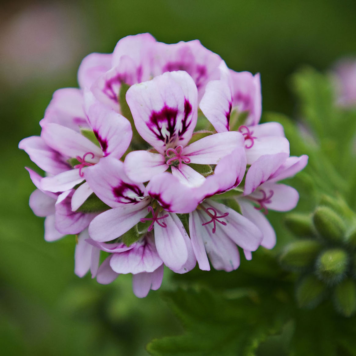 Герань (Pelargonium graveolens)