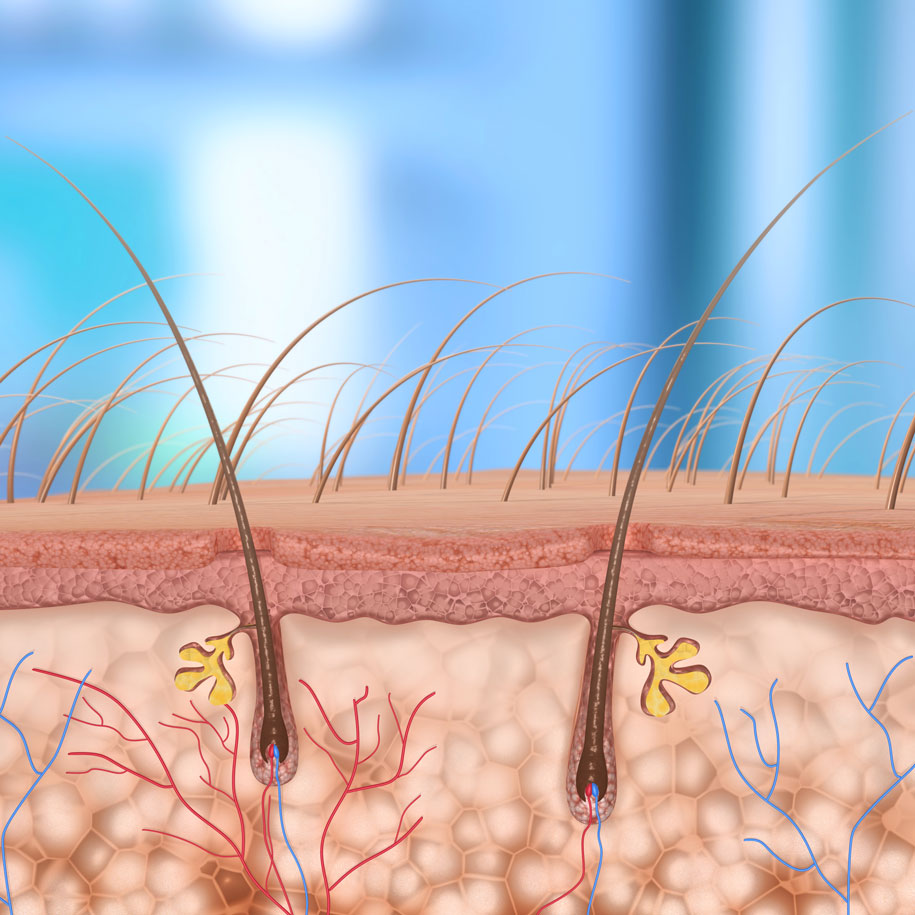 Integumentary System | dōTERRA Essential Oils