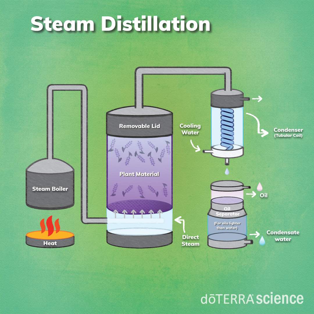 Steam Distillation dōTERRA Essential Oils Steam Distillation dōTERRA Essential Oils