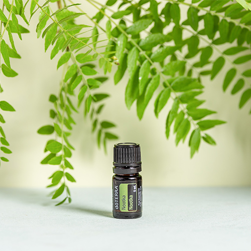 Shamrock rose aussies Nootka Oil Uses and Benefits | dōTERRA Essential Oils