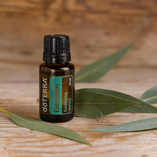 Eucalyptus oil bottle and leaves from a eucalyptus tree. Eucalyptus essential oil is frequently used in spas for its relaxing aroma. 