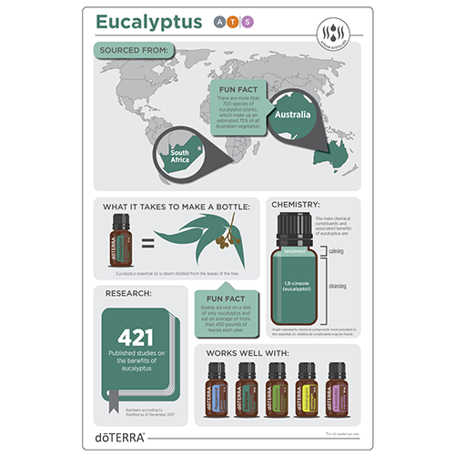 1x1-eucalyptus-infographic.png