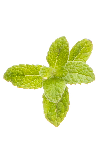 薄荷精油 Peppermint Oil Dōterra精油 薄荷精油 Peppermint Oil Dōterra精油