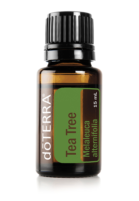 tea tree oil gravid