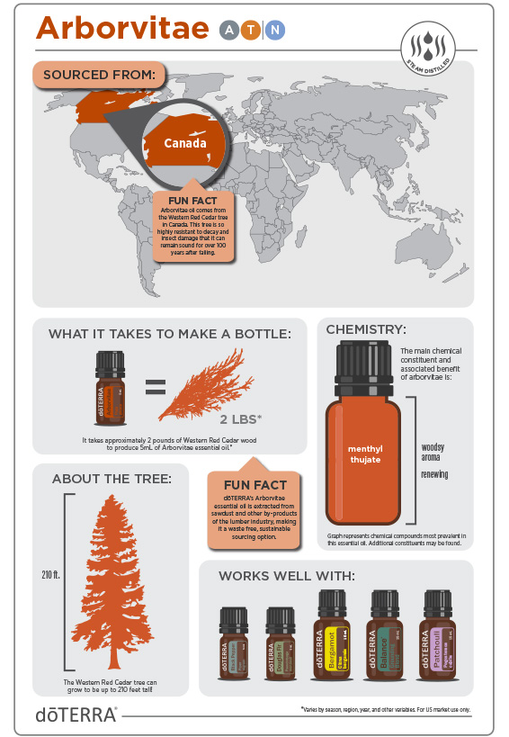 Arborvitae infographic fra doTERRA