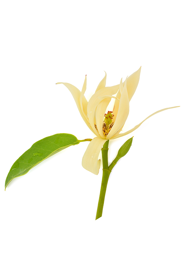 2x3_600x900_magnolia_botanical_us_english_web.jpg