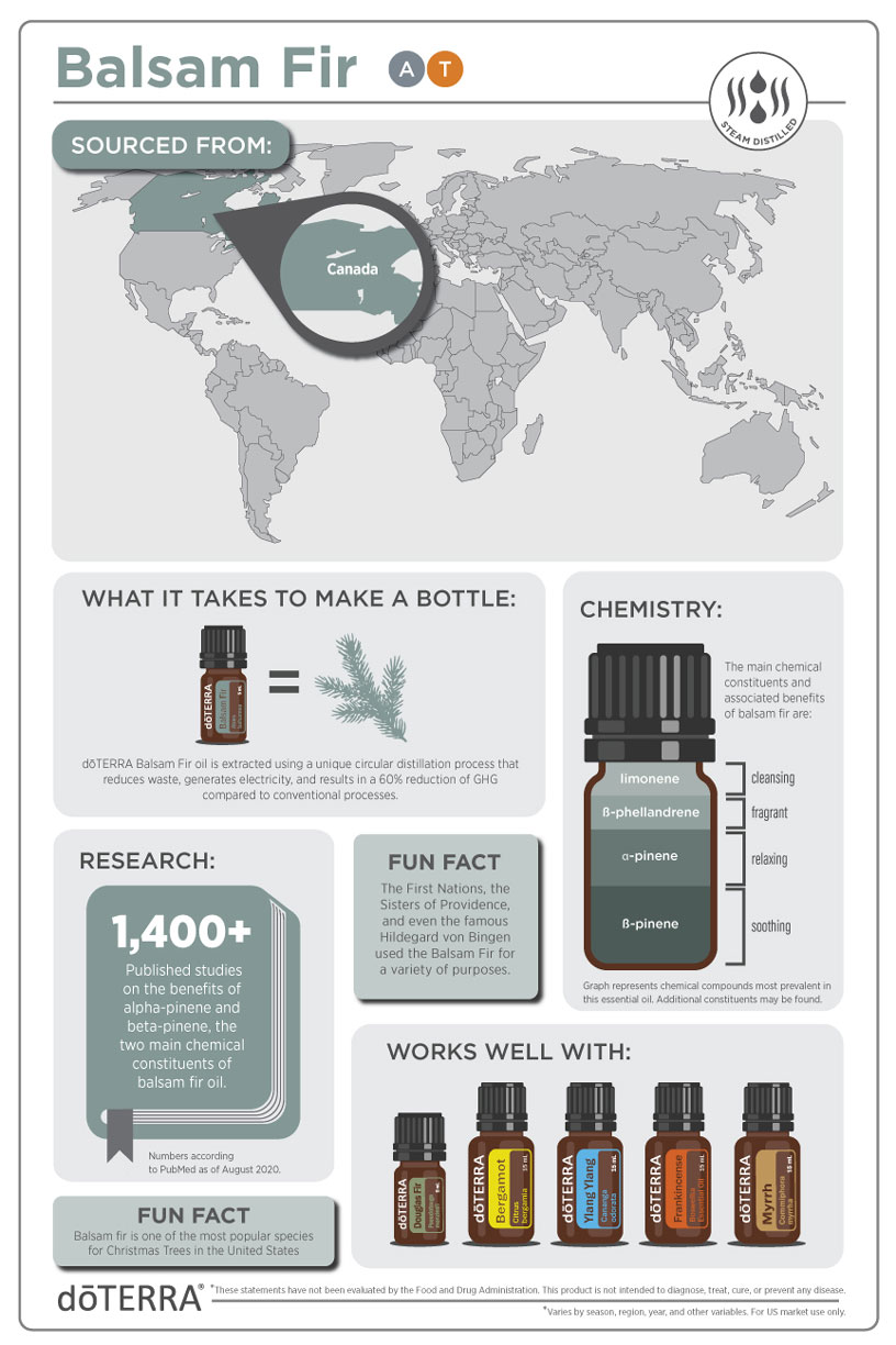 2x3_816x1224_balsam_fir_infographic.jpg 2x3_816x1224_balsam_fir_infographic.jpg