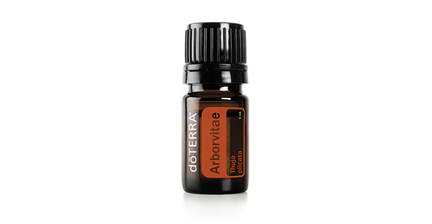 Arborvitae Oil D TERRA Essential Oils arborvitae-oil-d-terra-essential-oils