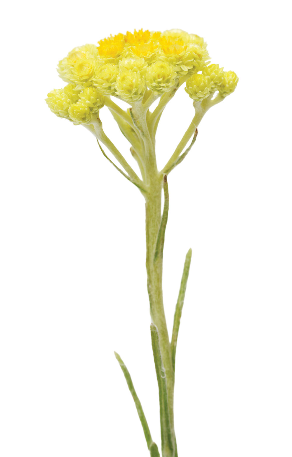 2x3_1000x1566_helichrysum_botanical_us_english_web.jpg