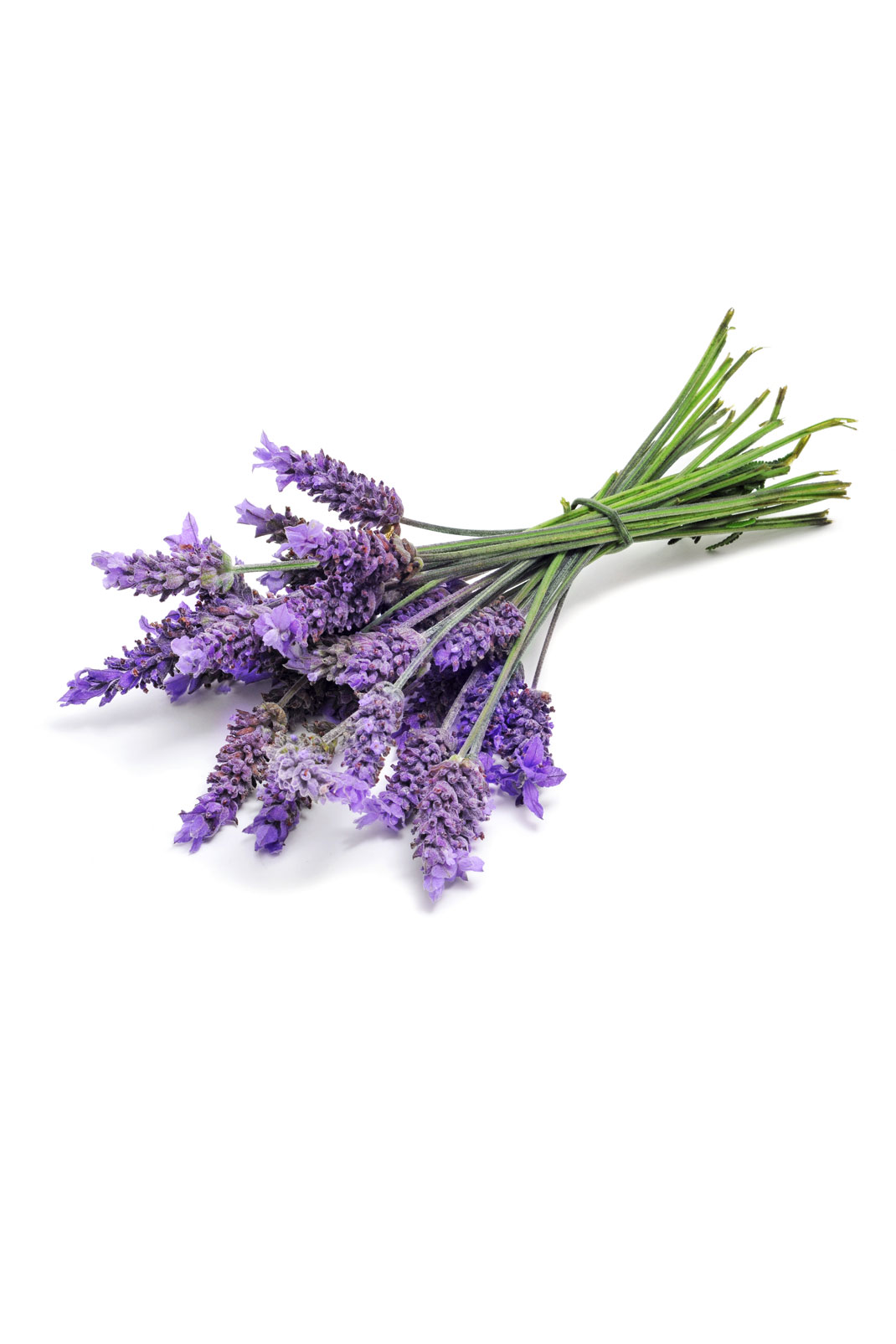 2x3_1070x1605_lavender_botanical_us_english_web.jpg