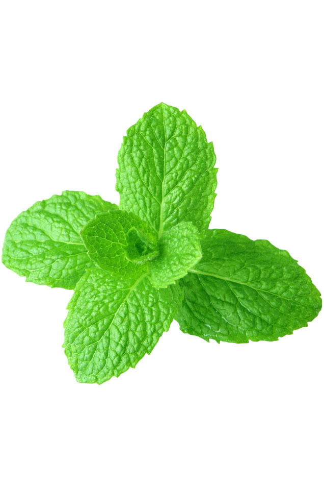 綠薄荷精油 Spearmint Oil Dōterra精油 綠薄荷精油 Spearmint Oil Dōterra精油