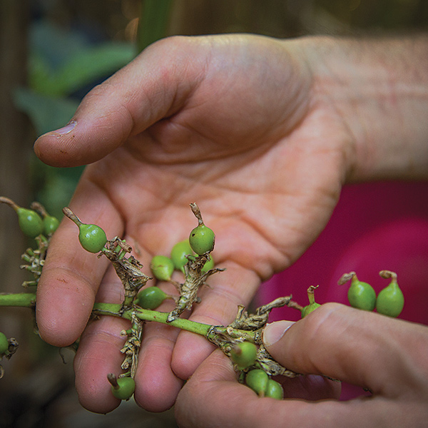1x1_600x600_living_magazine_summer_2015_healing_hands_cardamom_plant_in_hands_us_english_web.jpg 1x1_600x600_living_magazine_summer_2015_healing_hands_cardamom_plant_in_hands_us_english_web.jpg