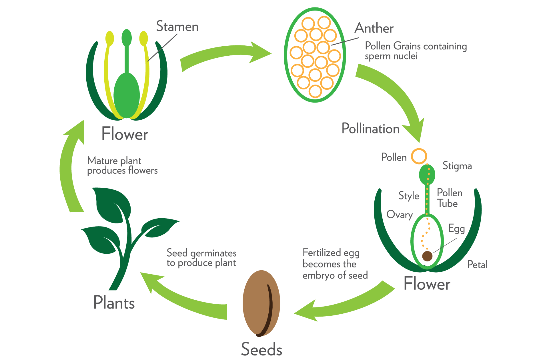 Plant propagation and breeding jobs