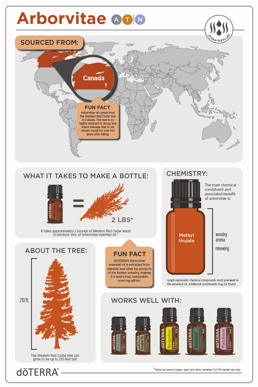 Arborvitae_Infographic-2.png