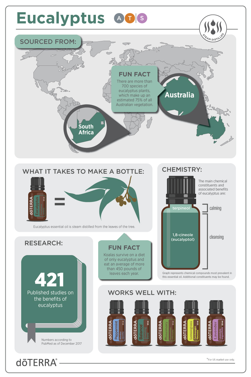 Eucalyptus Infographic