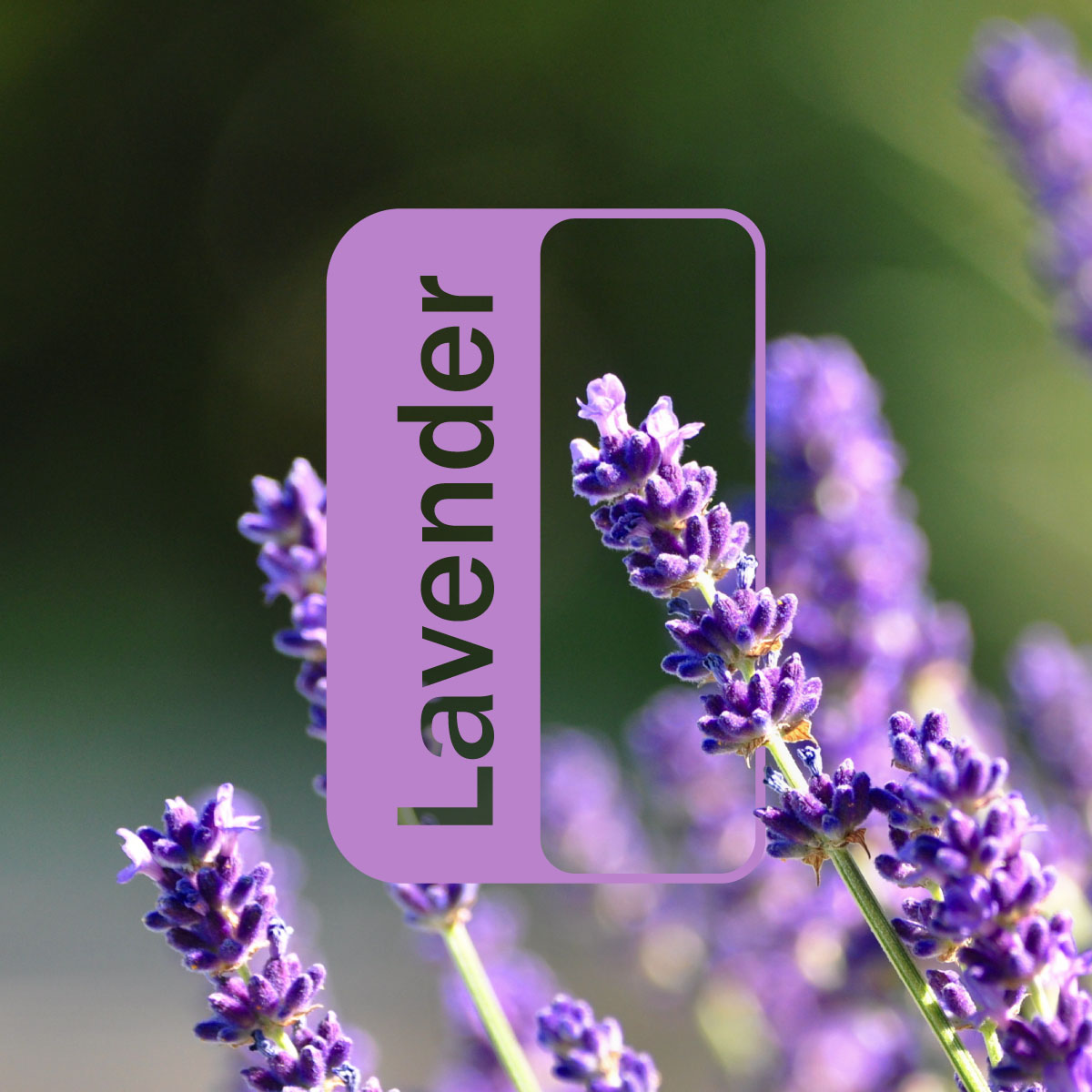 Lavender Botanical.jpg