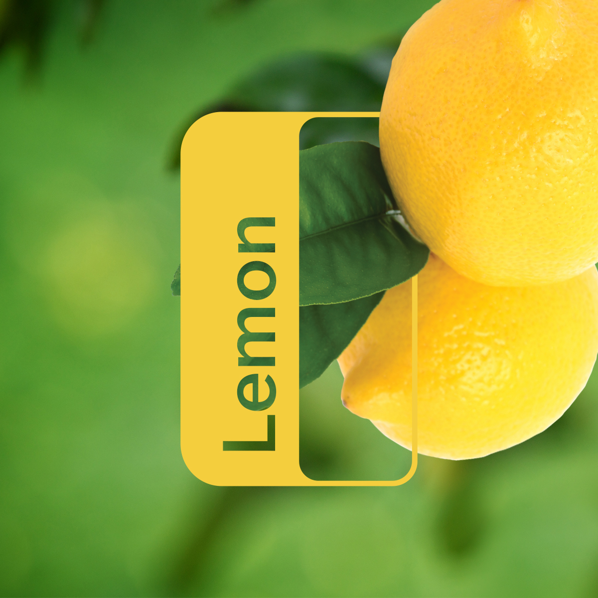 Lemon What's Inside.jpg